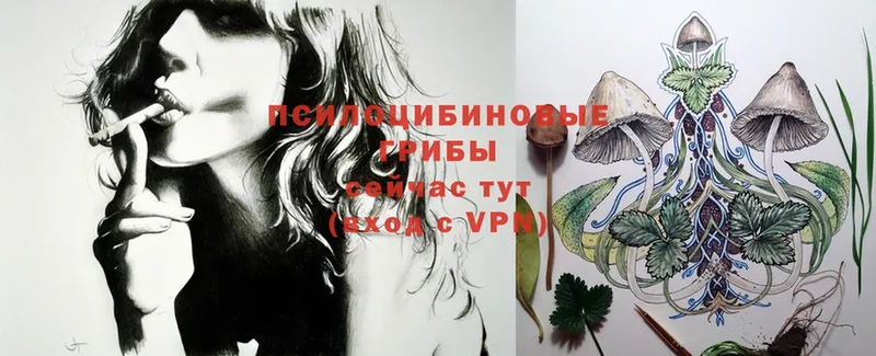 Псилоцибиновые грибы Psilocybe  Алзамай 